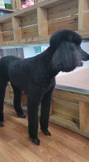 Breed-Specific Dog Haircuts in Oakland Park, FL