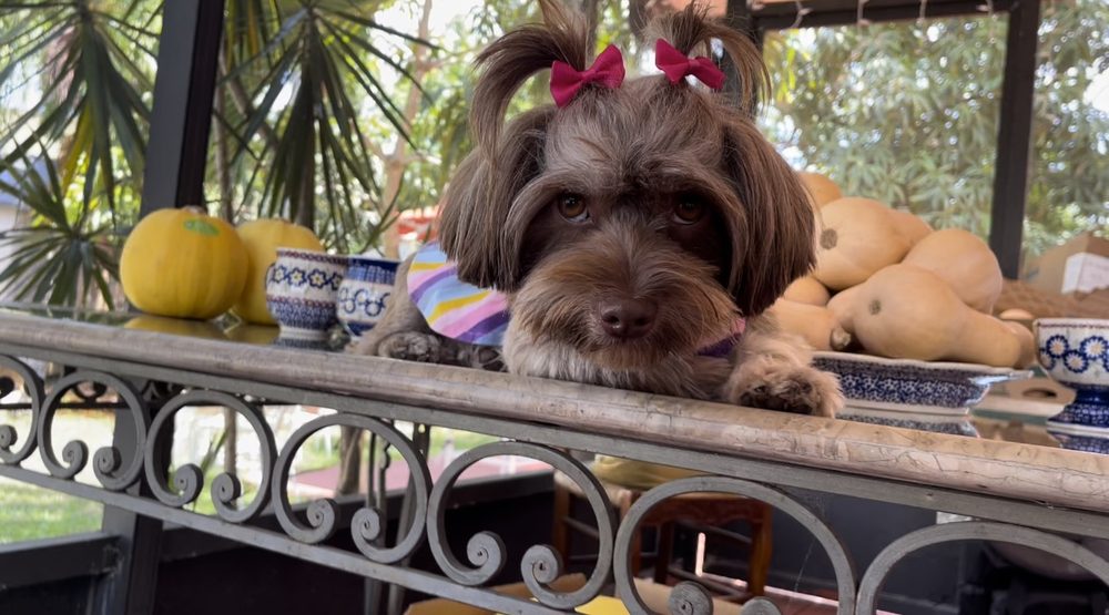 brown terrier pigtail bows
