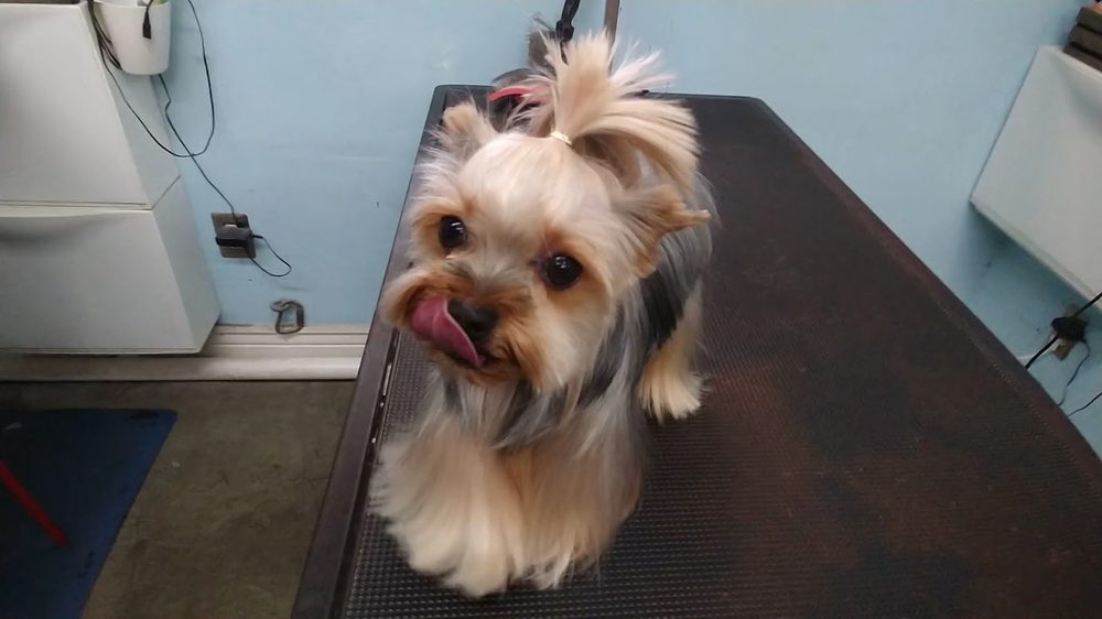 groomed yorkie topknot