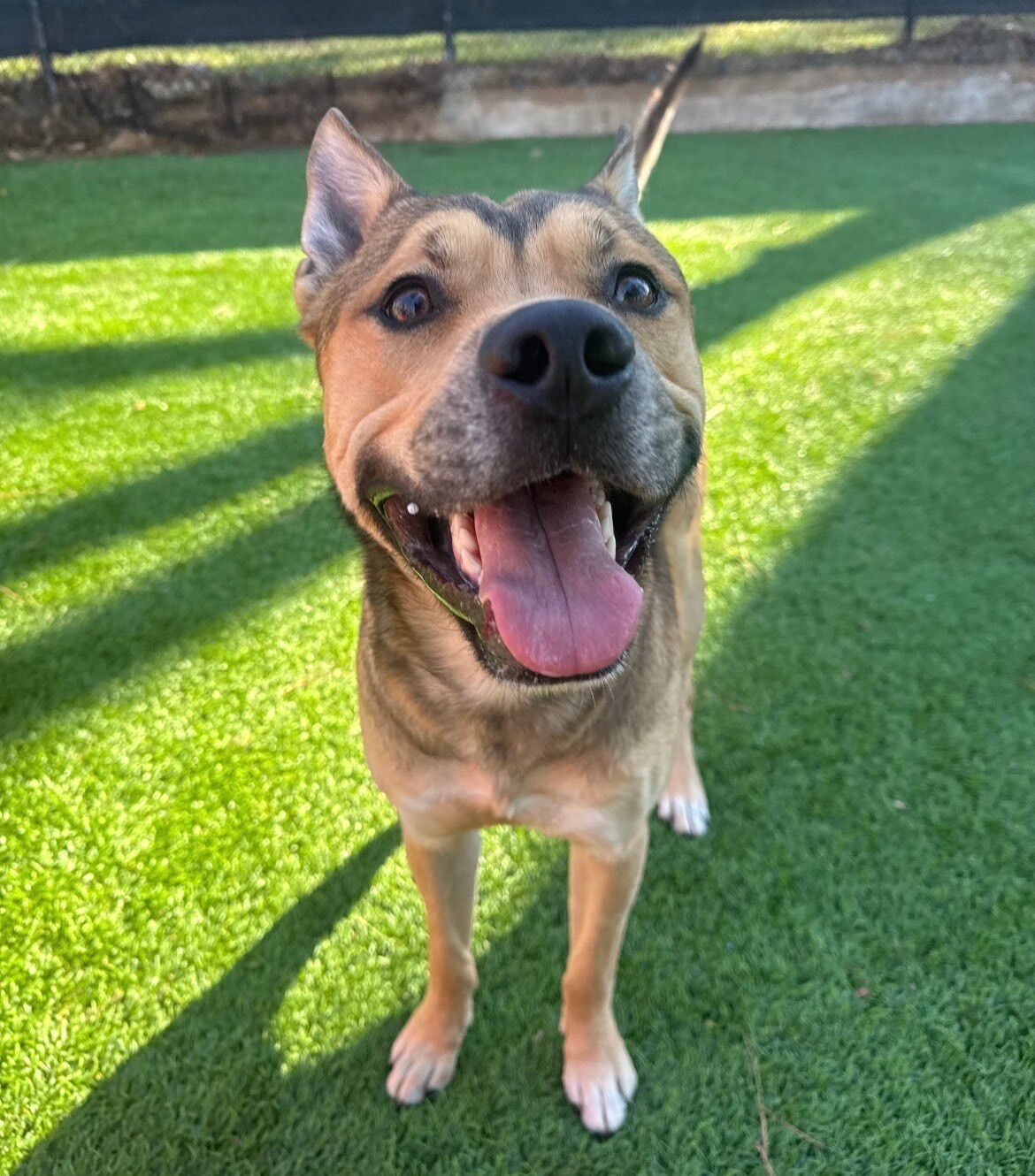 Daycare and play at Best In Show
