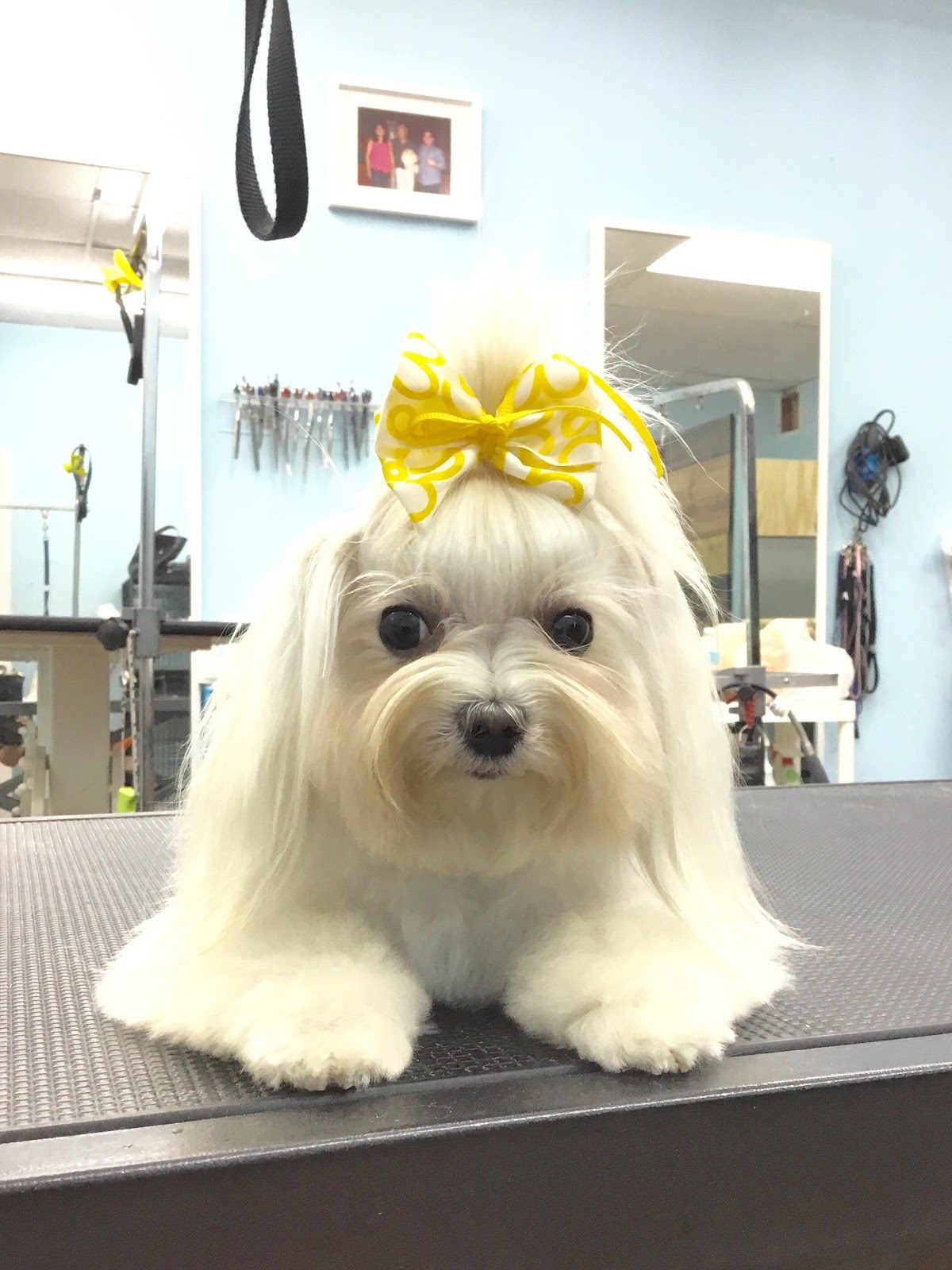 maltese yellow bow