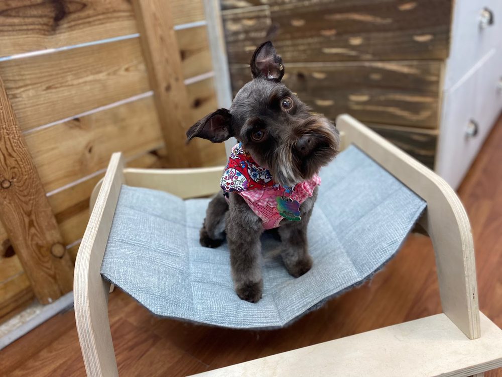 Cuts Tailored to Your Dog's Breed