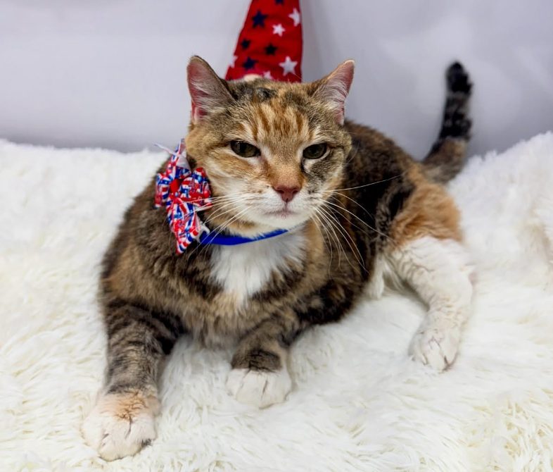tabby cat bowtie