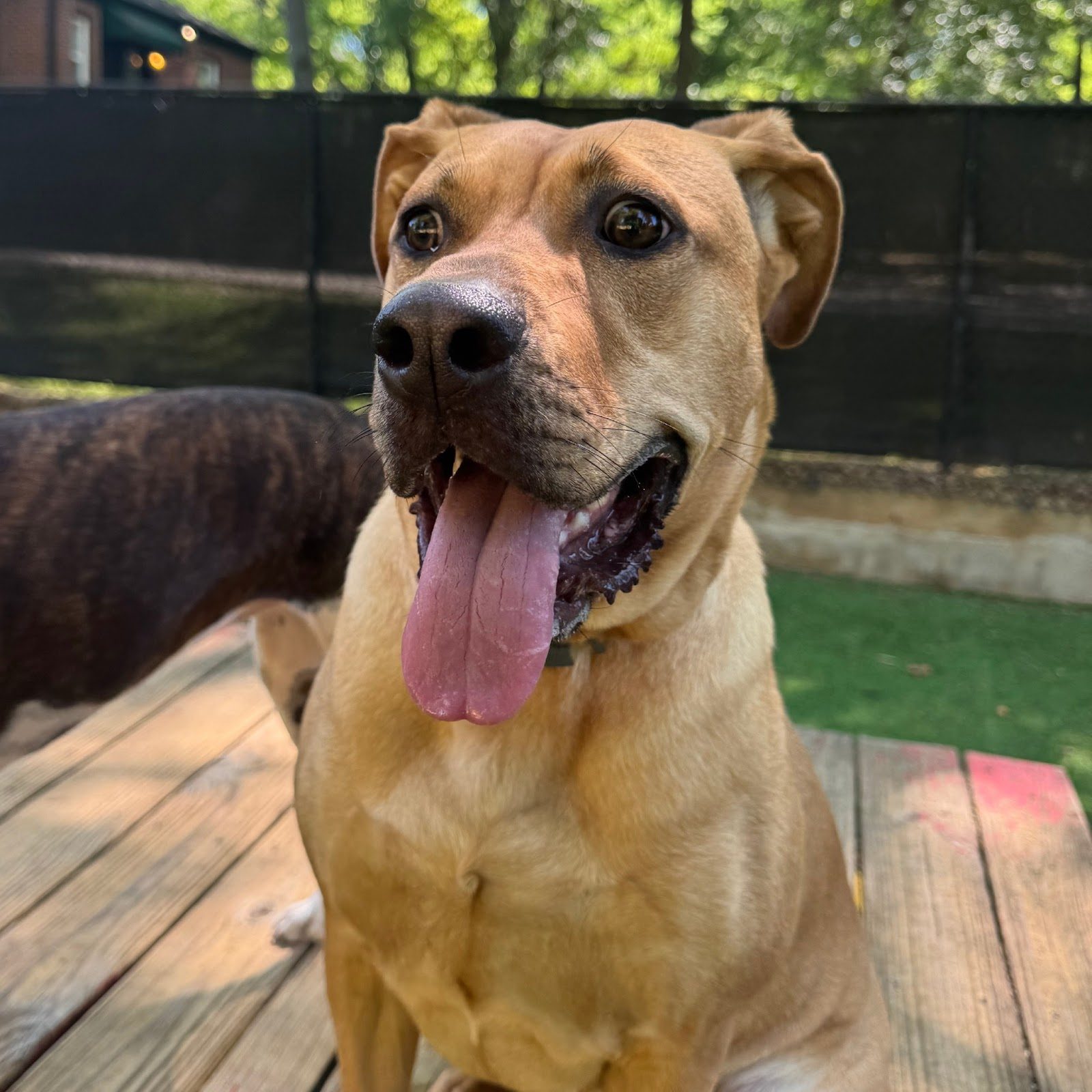 Daycare and play at Best In Show