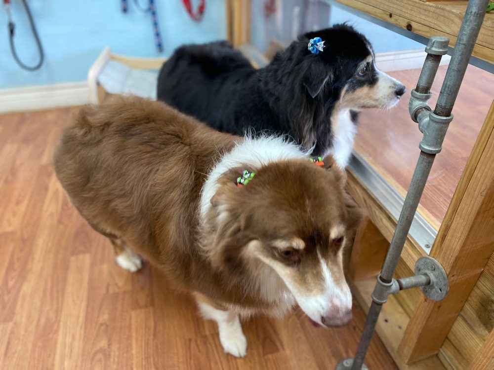 two aussies bows