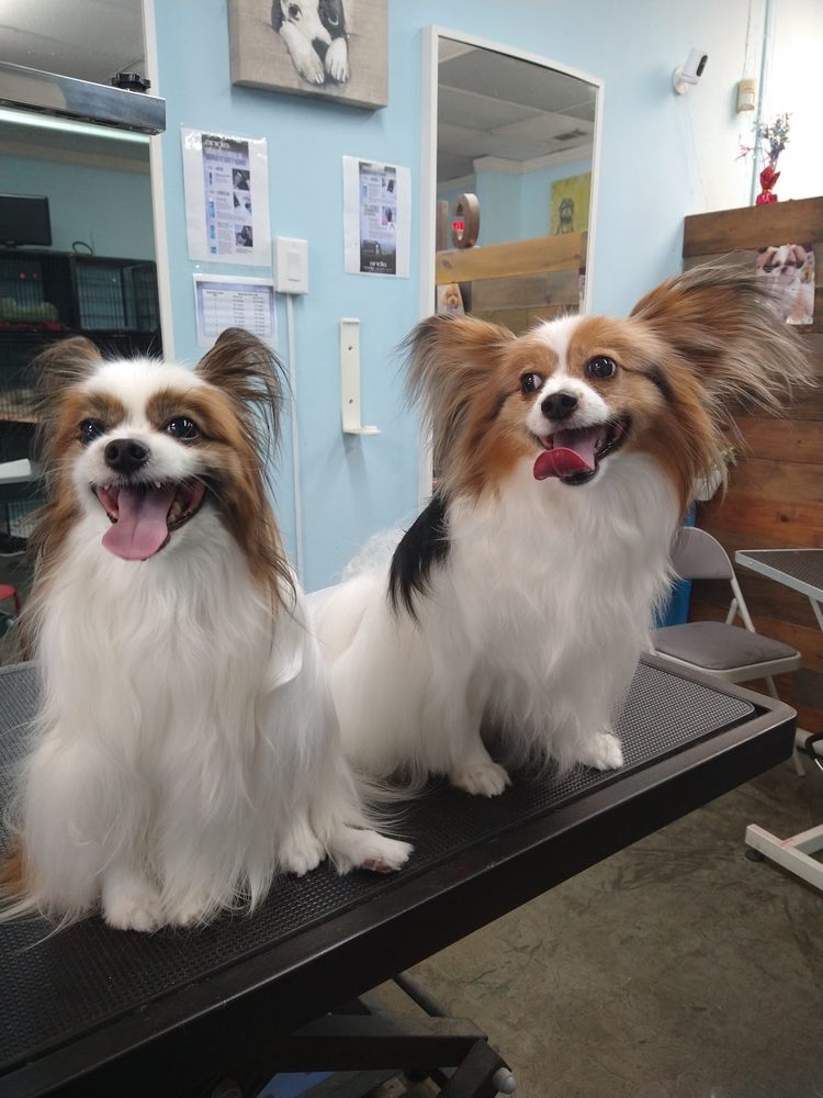 Oral Health That Supports Whole-Dog Wellness