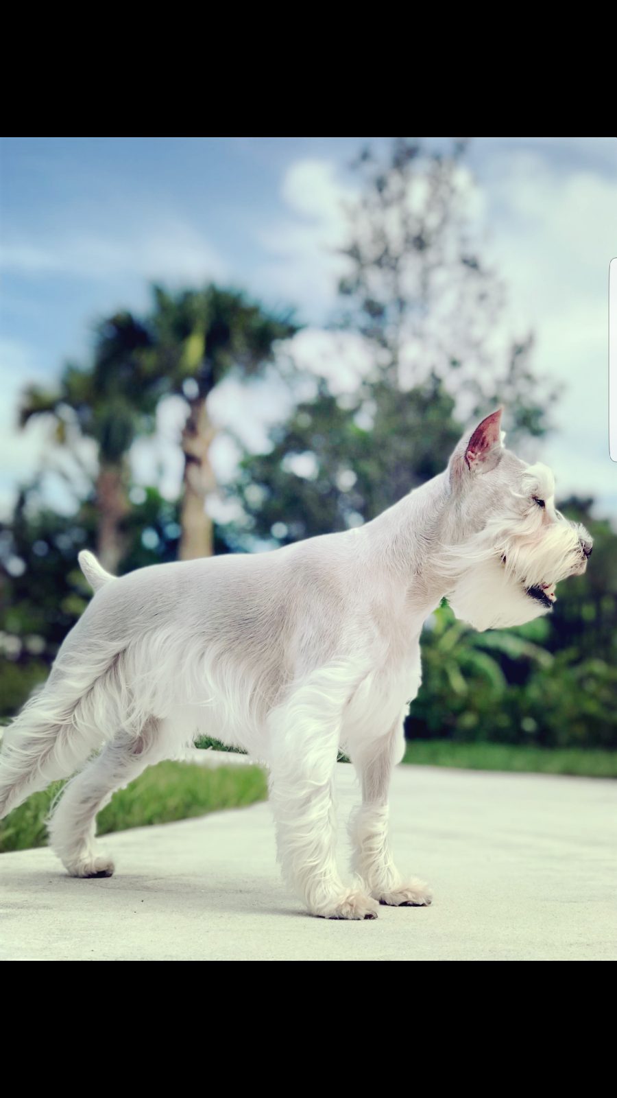 Freshly groomed dog from the Lauderdale-by-the-Sea, FL area at Canine Beach Pet Grooming